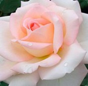 BLOOM OF RUTH (hybrid tea)